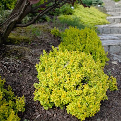 bonanza gold burberry vivai|Bonanza Gold Barberry Shrubs For Sale .